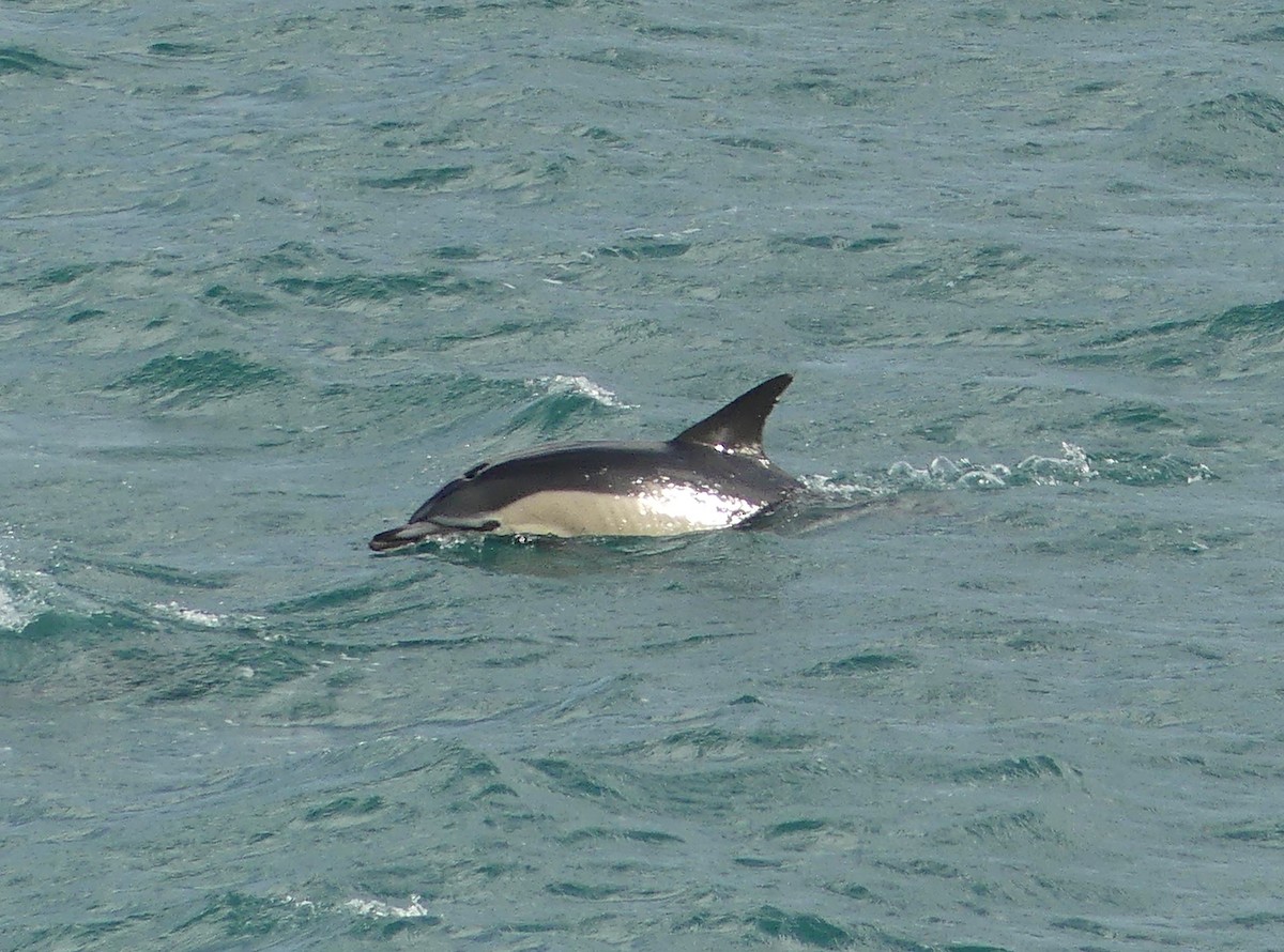 真海豚 - ML646364279