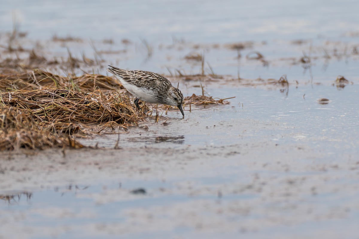 Bécasseau semipalmé - ML646364280