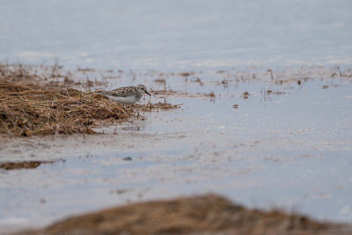 Bécasseau semipalmé - ML646364281