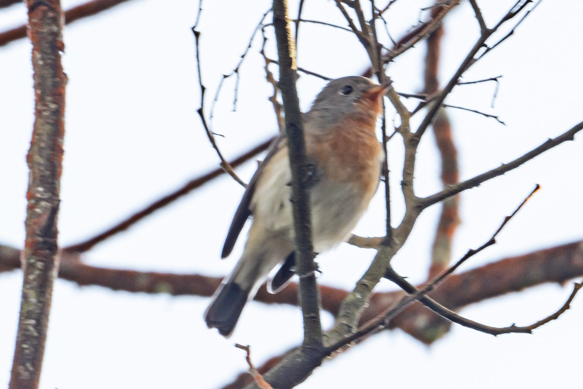 Kashmir Flycatcher - ML646364283