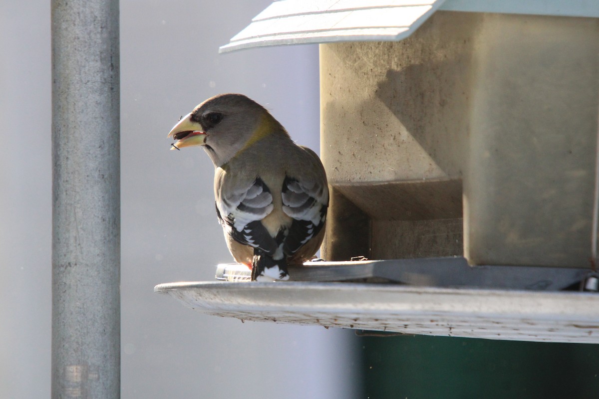 Evening Grosbeak - ML646364285