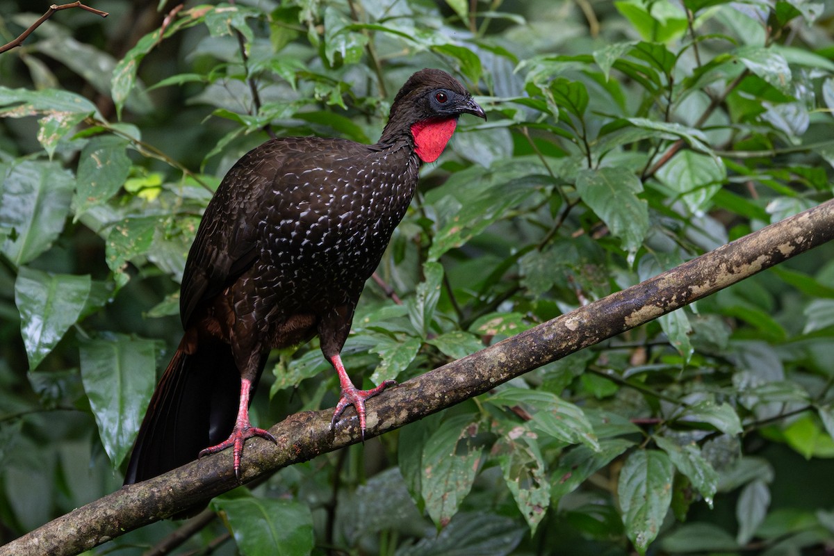 Crested Guan - ML646364288