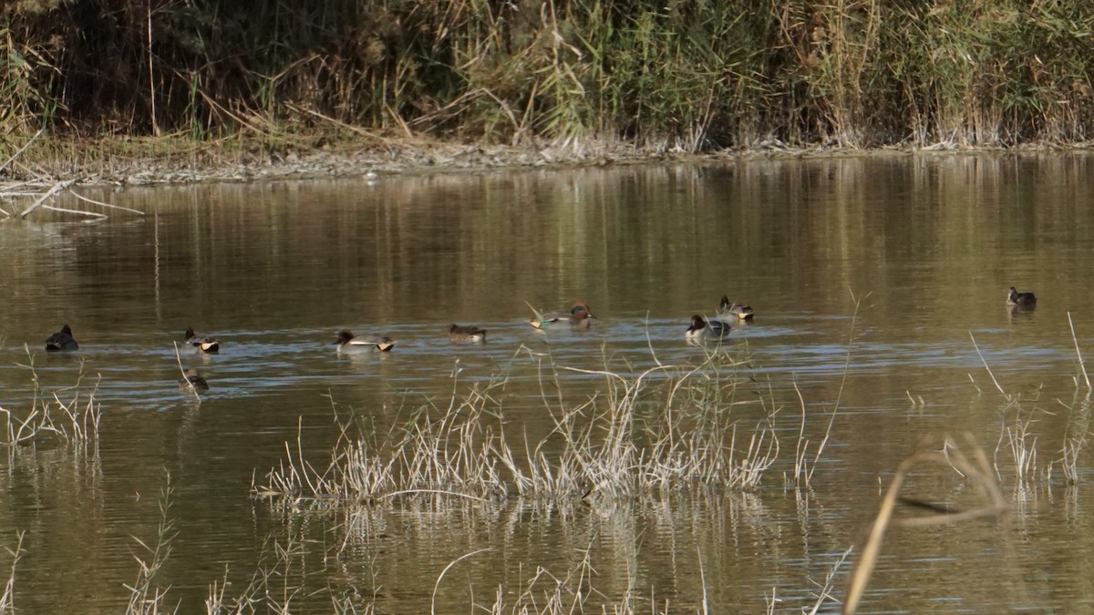 krikkand - ML646364292