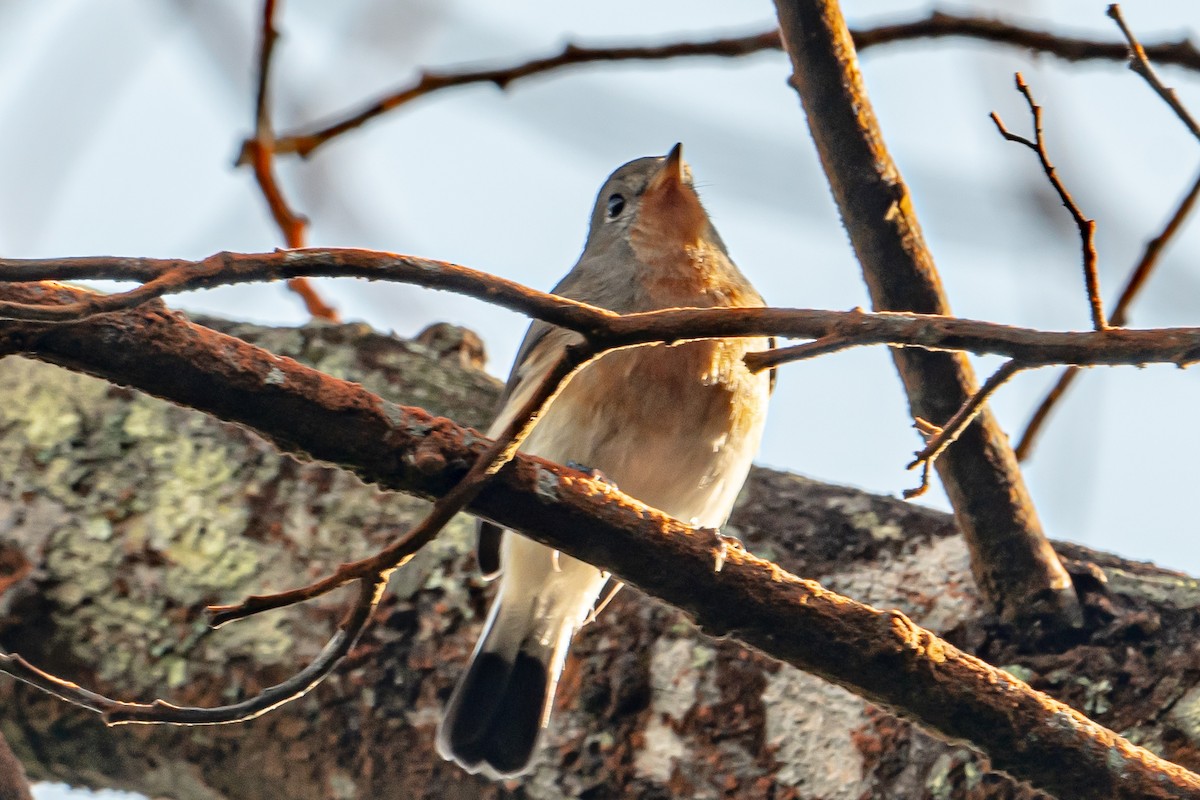 Kashmir Flycatcher - ML646364294