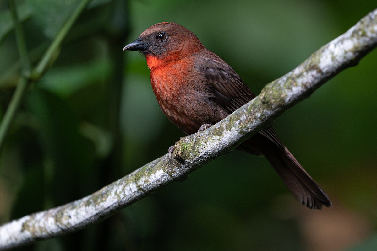 Red-throated Ant-Tanager - ML646364295