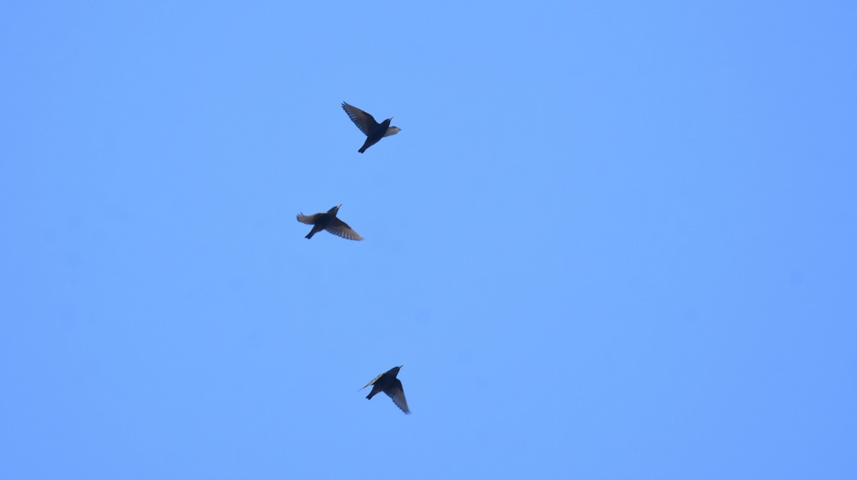 Étourneau unicolore - ML646364296