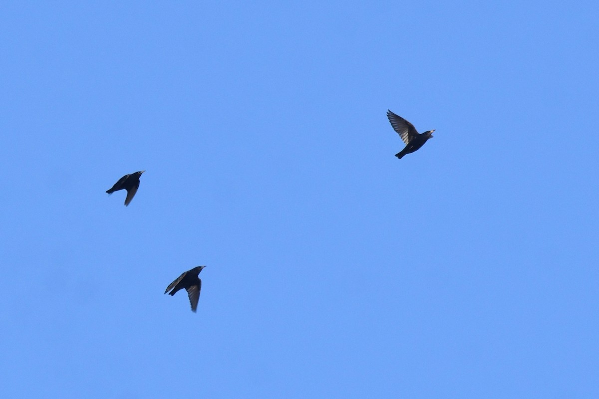 Étourneau unicolore - ML646364297