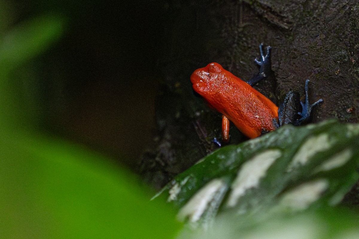 Animals - ML646364302