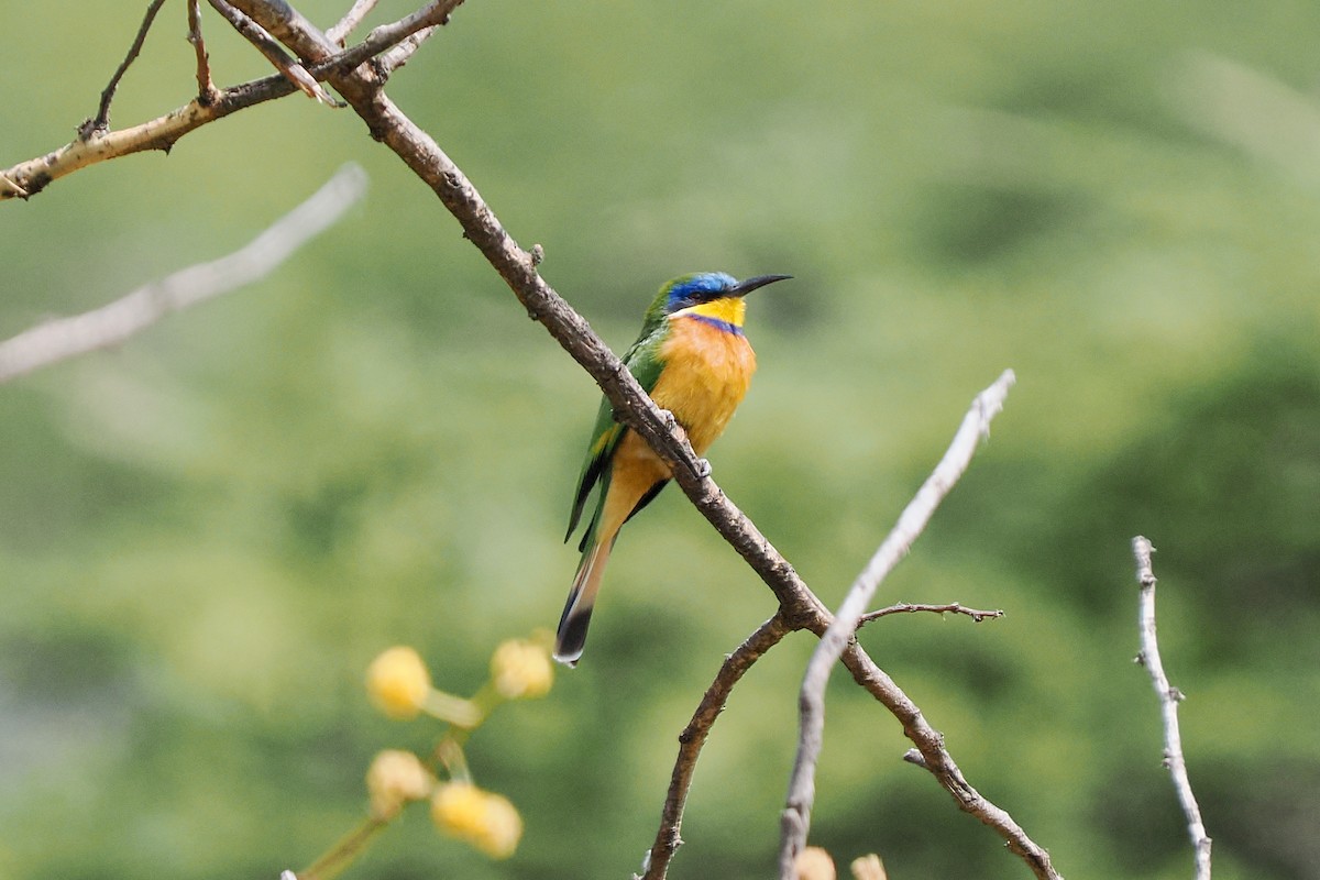 Ethiopian Bee-eater - ML646364313