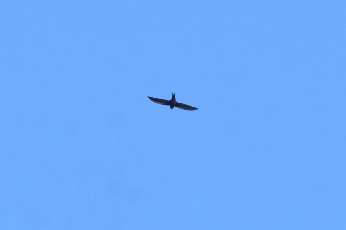 Plain Swift - ML646364315