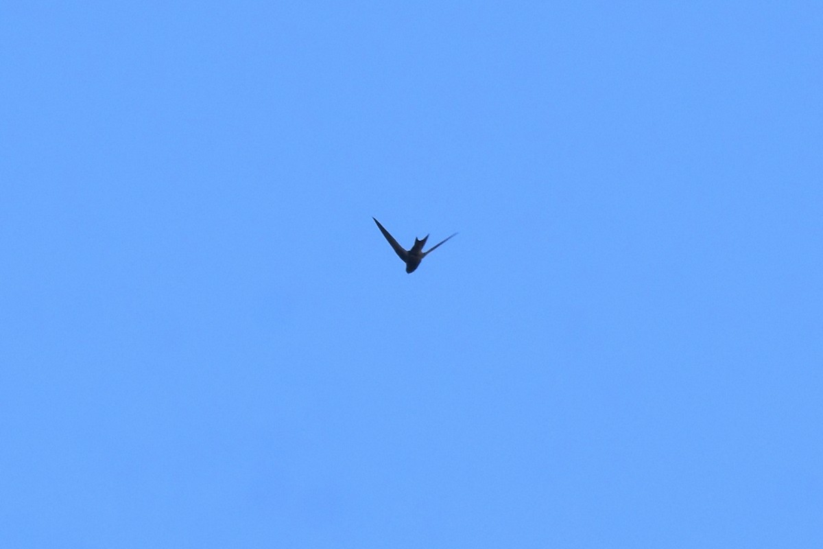 Plain Swift - ML646364316