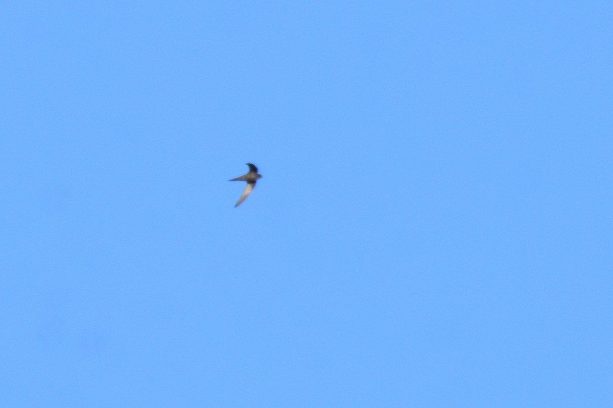 Plain Swift - ML646364317