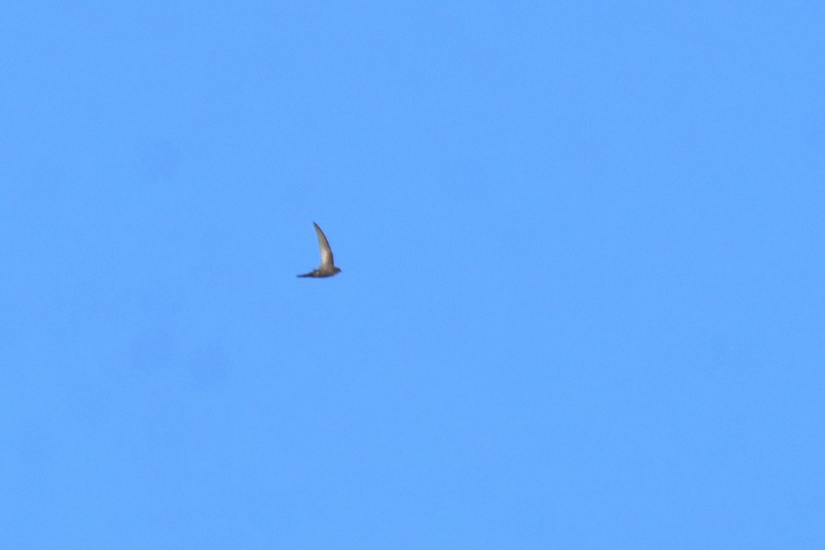 Plain Swift - ML646364318