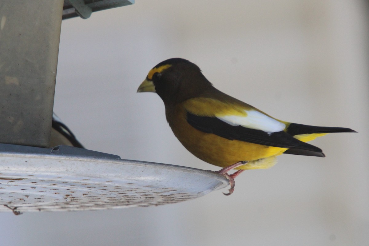Evening Grosbeak - ML646364341