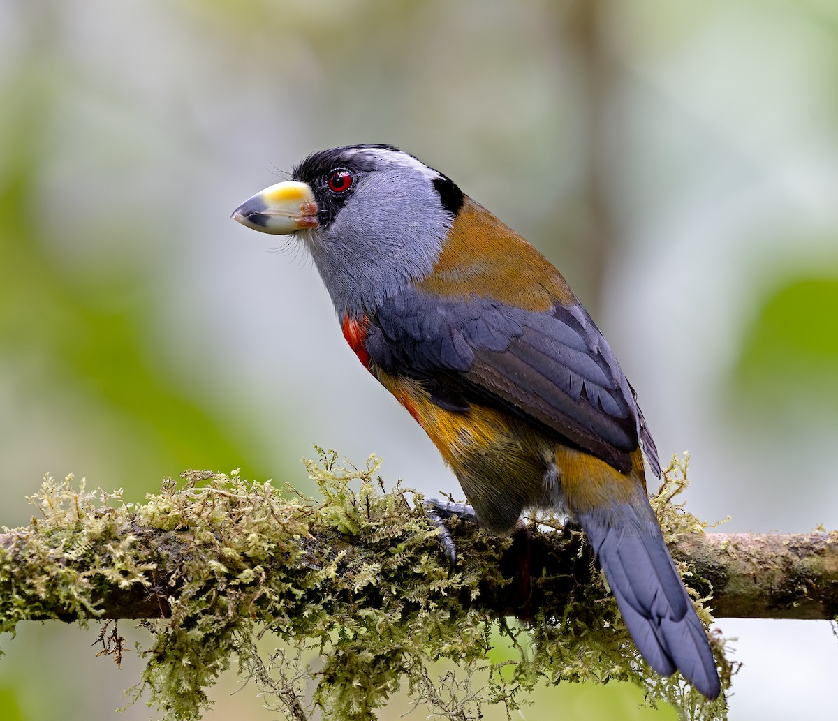 Toucan Barbet - ML646364344