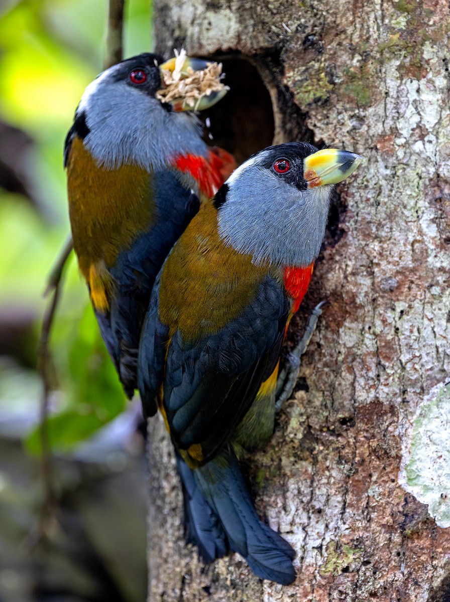 Toucan Barbet - ML646364345