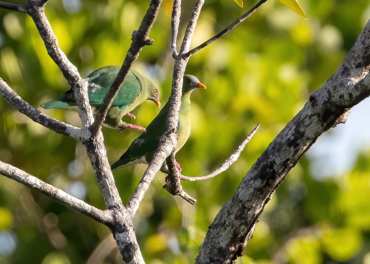 Claret-breasted Fruit-Dove - ML646364346