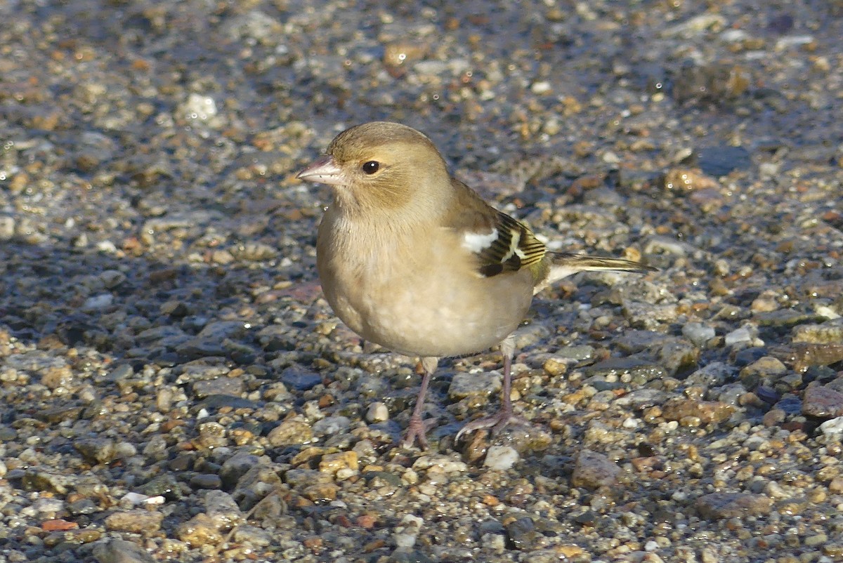 Common Chaffinch - ML646364349