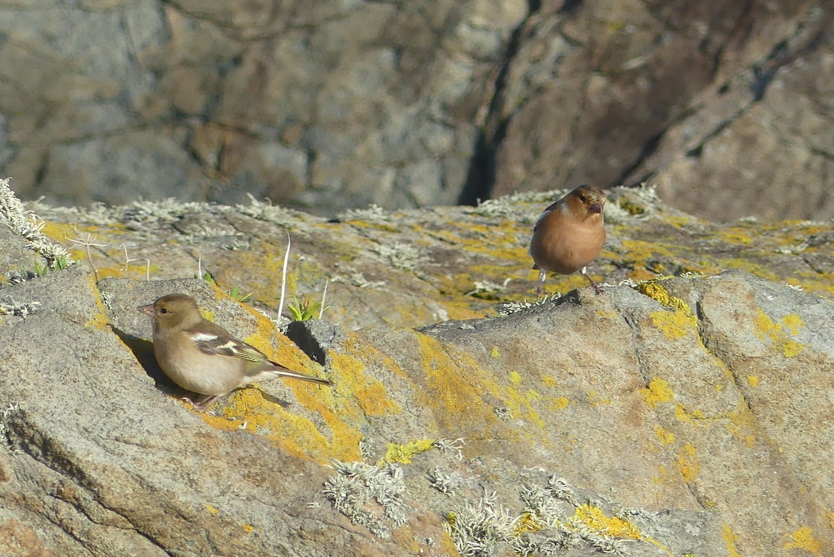Common Chaffinch - ML646364350