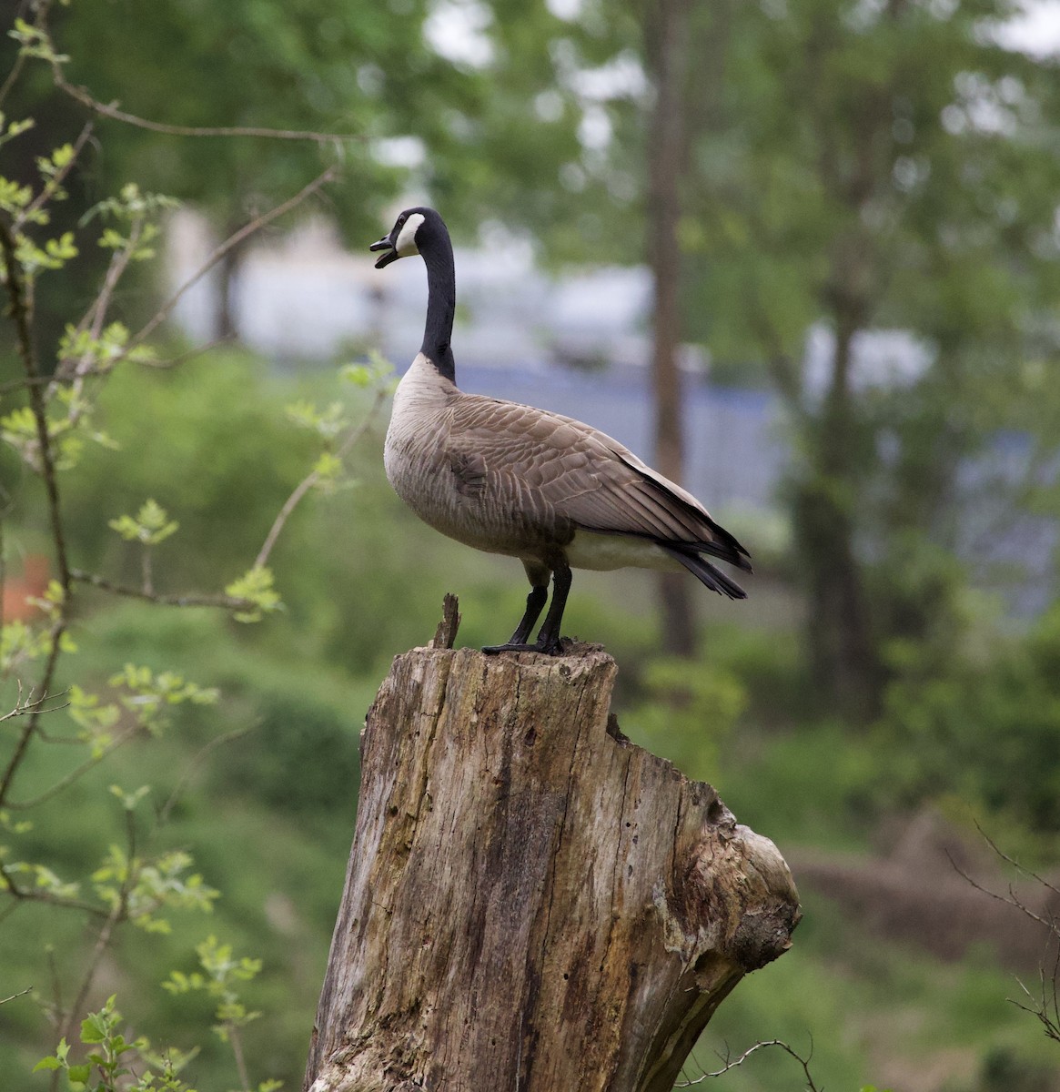 Bernache du Canada - ML646364354