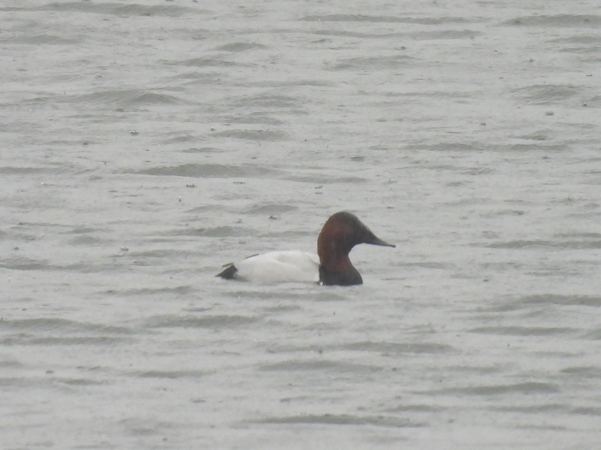 Riesentafelente - ML646364356