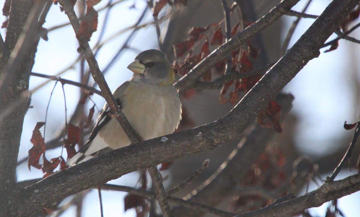 Evening Grosbeak - ML646364360