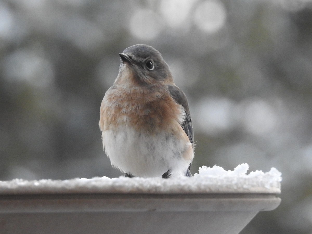 Eastern Bluebird - ML646364361