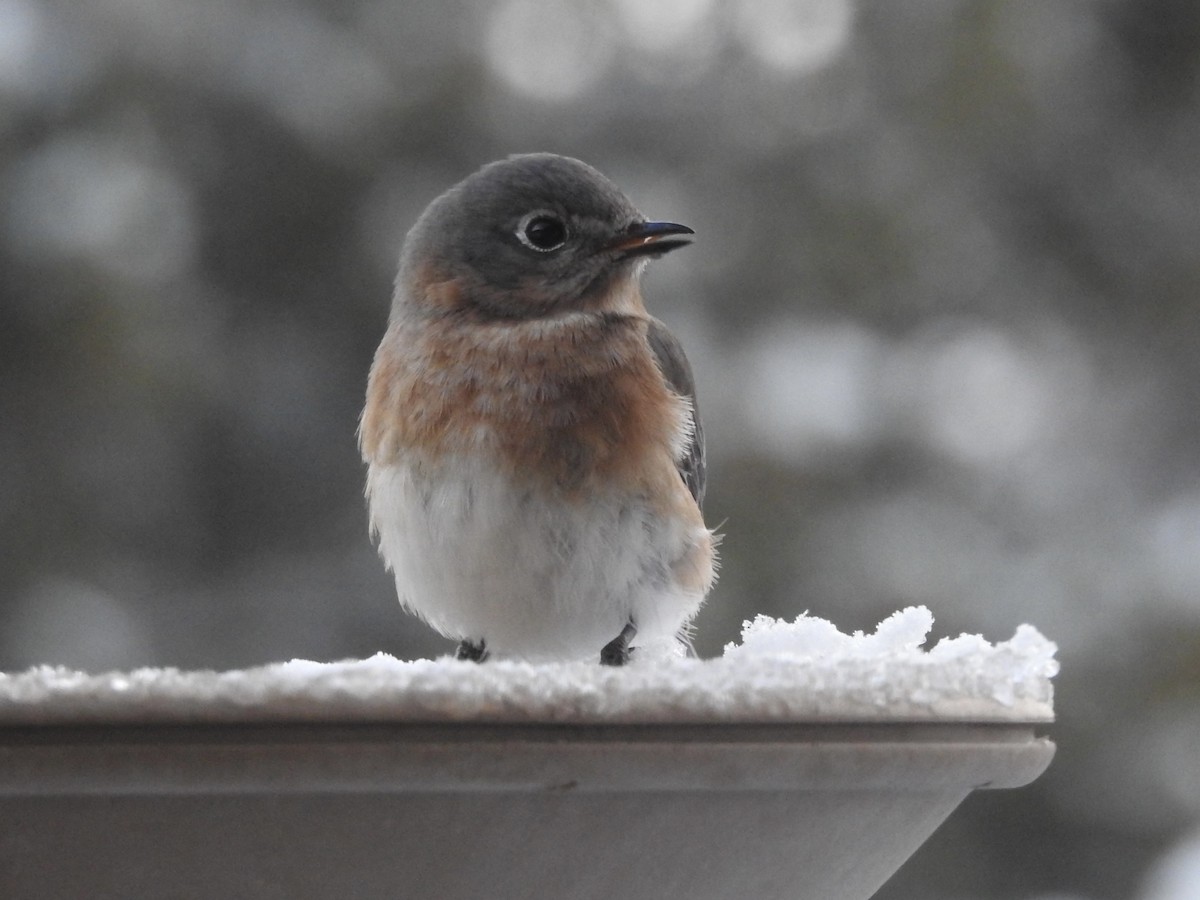 Eastern Bluebird - ML646364362