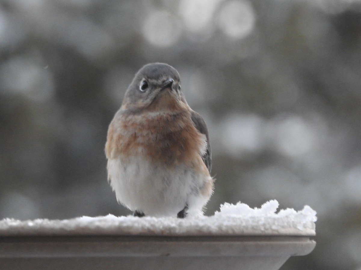 Eastern Bluebird - ML646364363