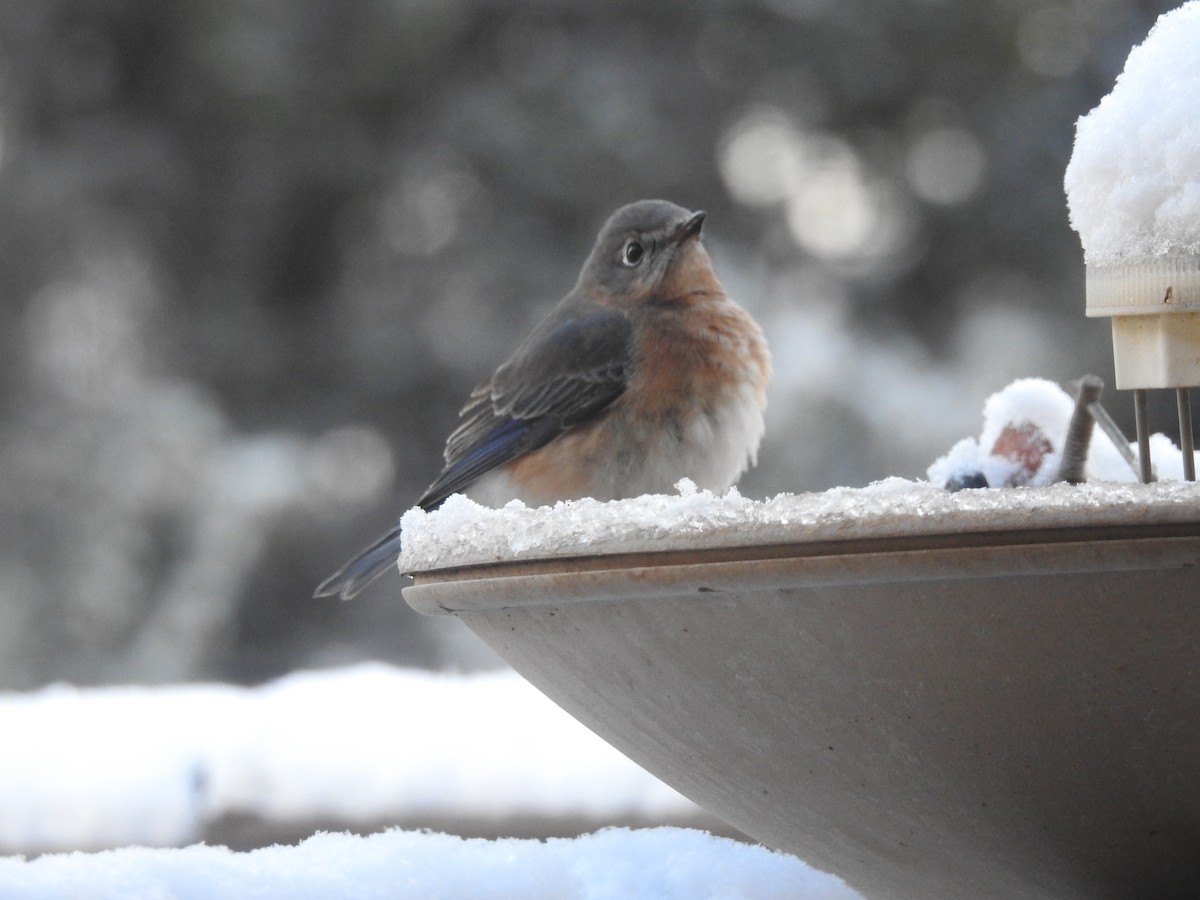 Eastern Bluebird - ML646364365