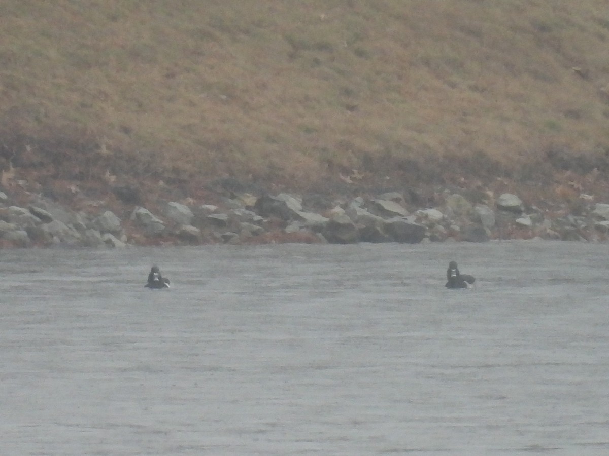 Ring-necked Duck - ML646364368