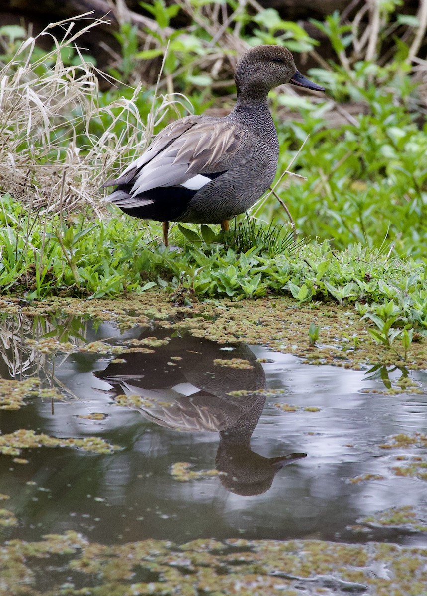 オカヨシガモ - ML646364371