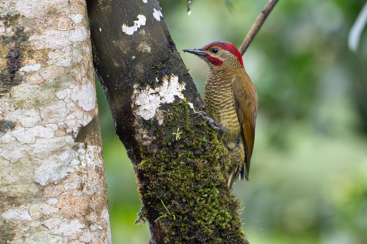 Golden-olive Woodpecker - ML646364375