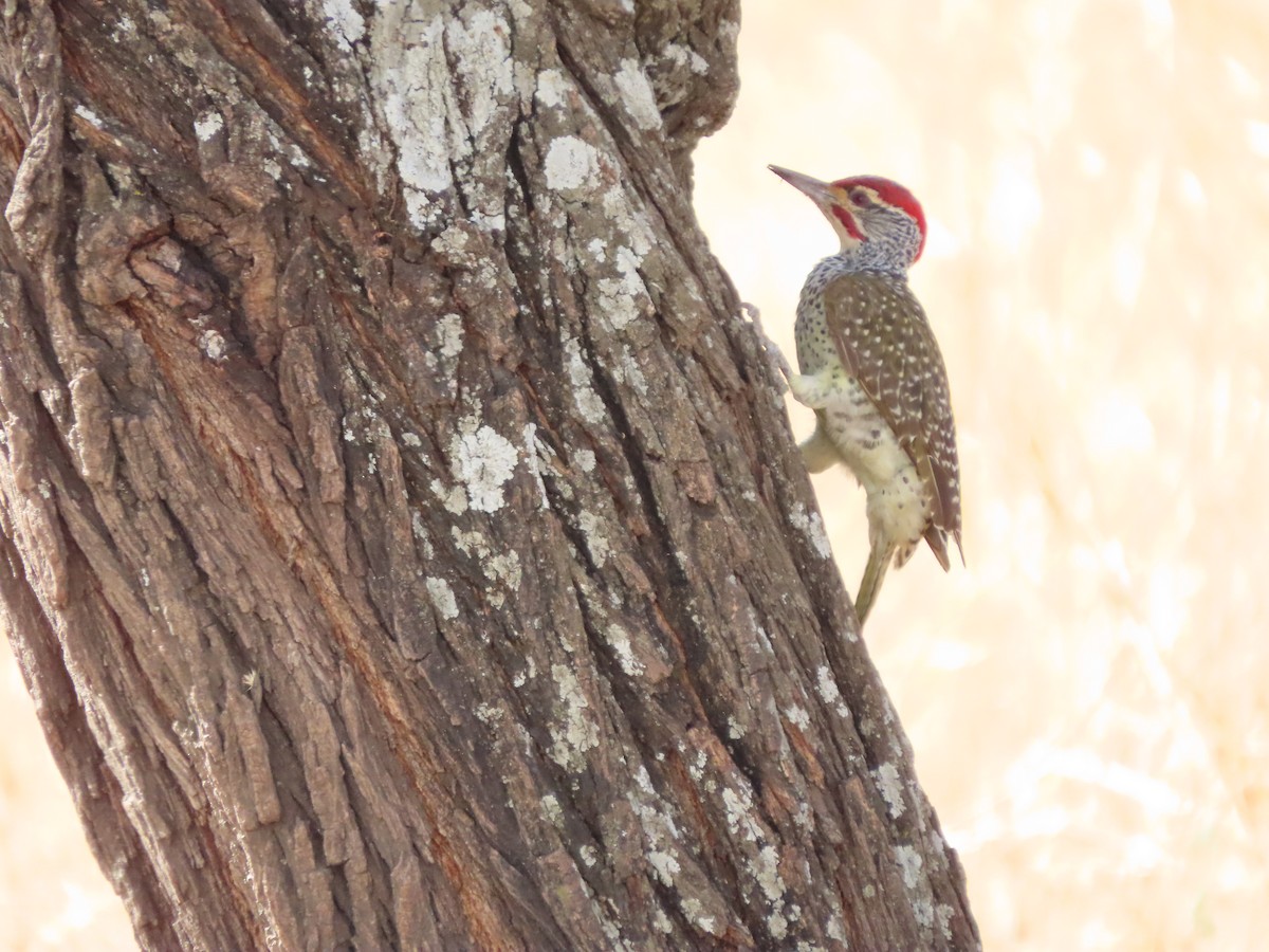 Nubian Woodpecker - ML646364380