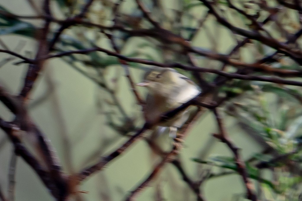 Pale-billed Flowerpecker - ML646364387