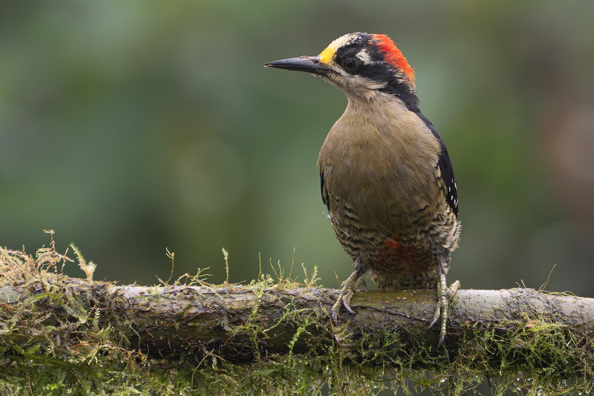 Black-cheeked Woodpecker - ML646364390