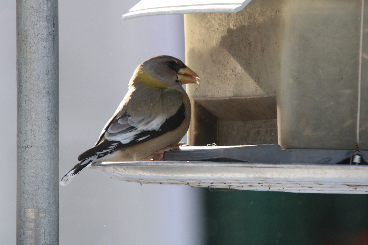 Evening Grosbeak - ML646364391