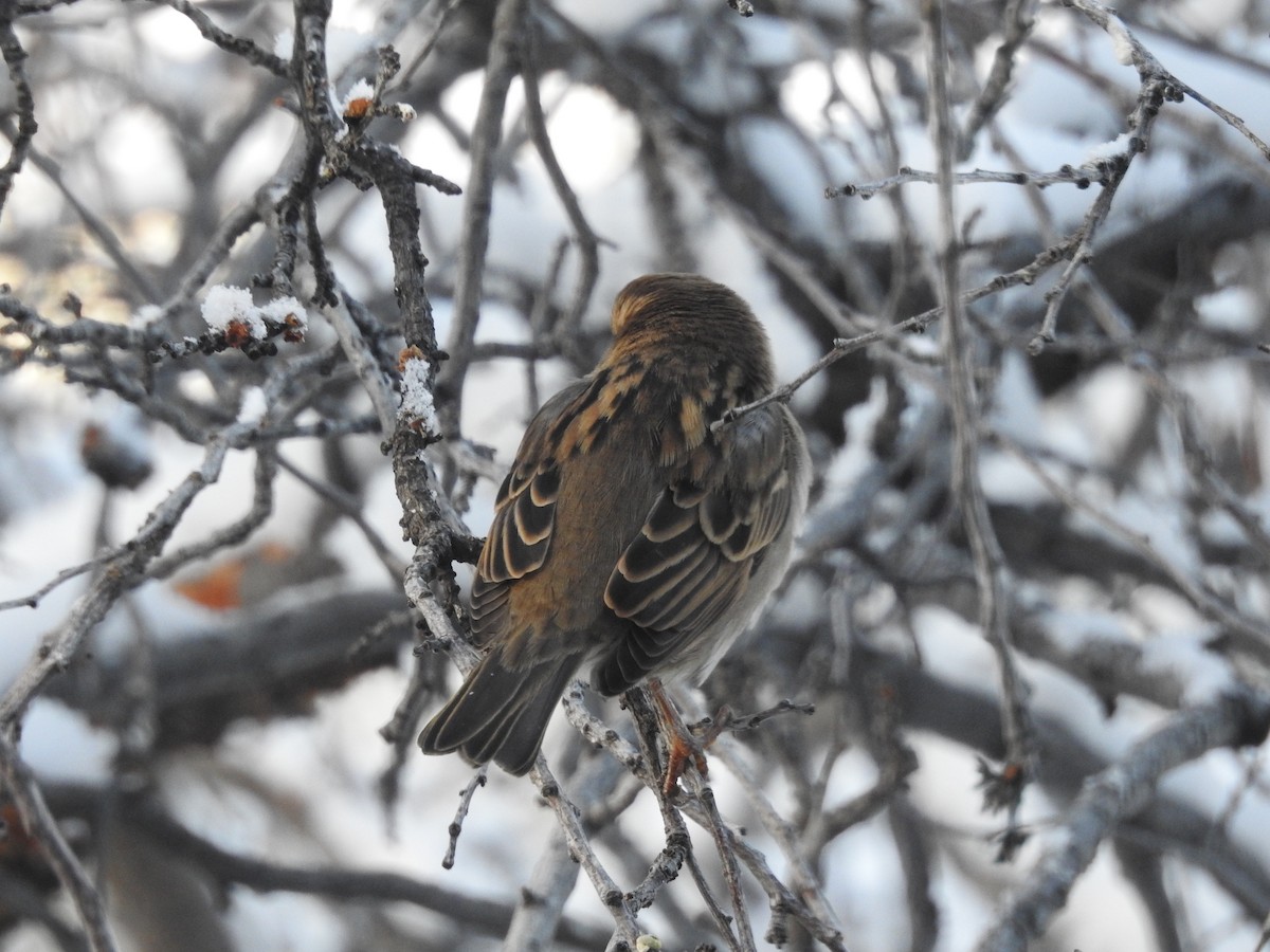 House Sparrow - ML646364395