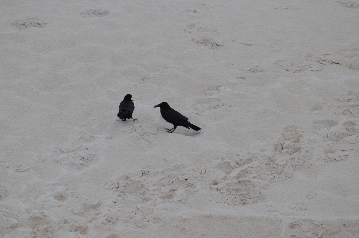 krkavec velký - ML646364396