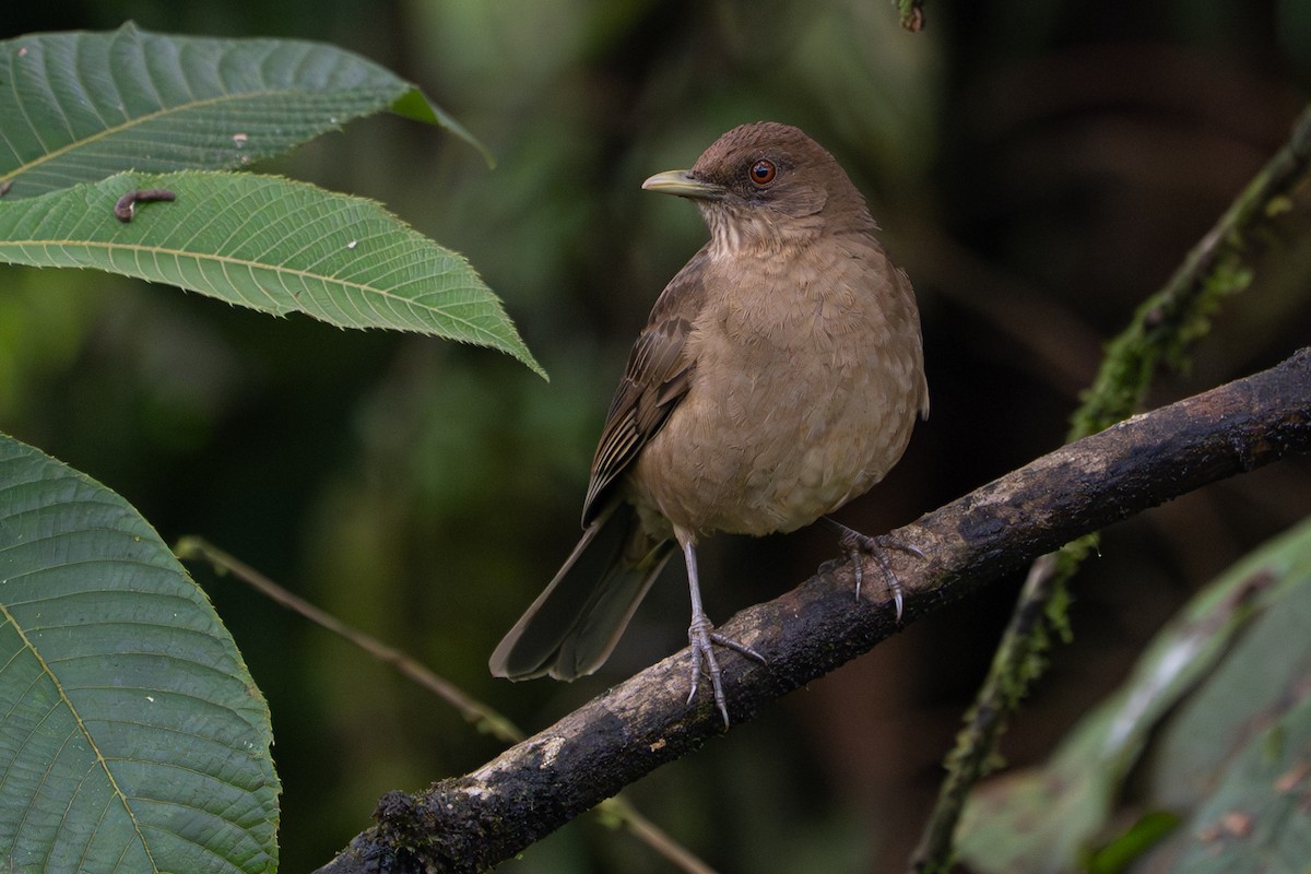 Clay-colored Thrush - ML646364399