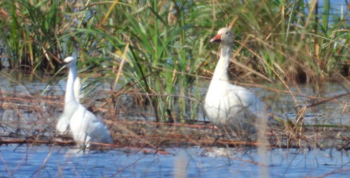 Snow Goose - ML646364400