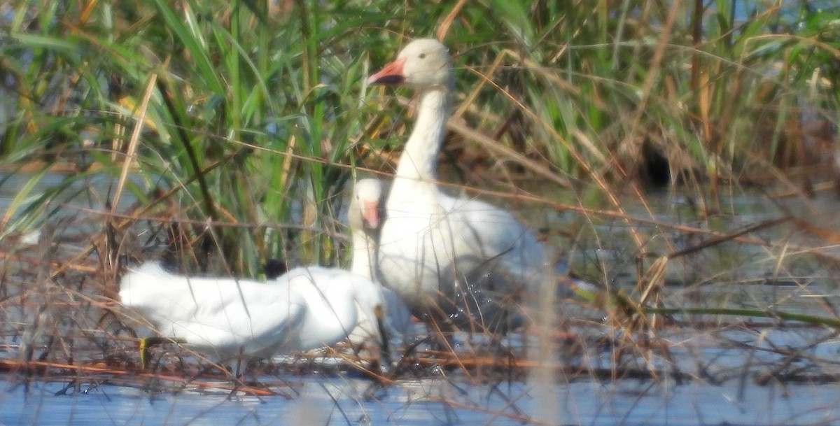 Snow Goose - ML646364402