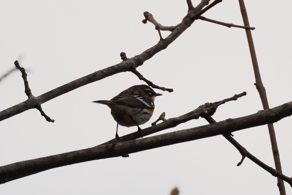 Миртовый певун - ML646364403