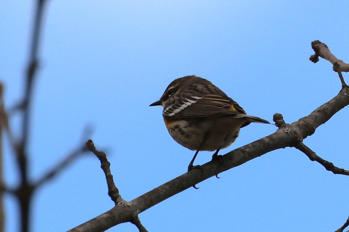 Миртовый певун - ML646364404