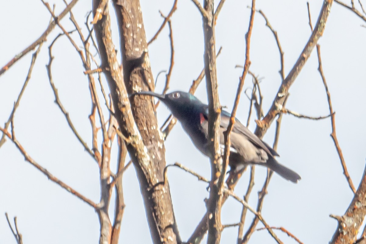 Loten's Sunbird - ML646364406