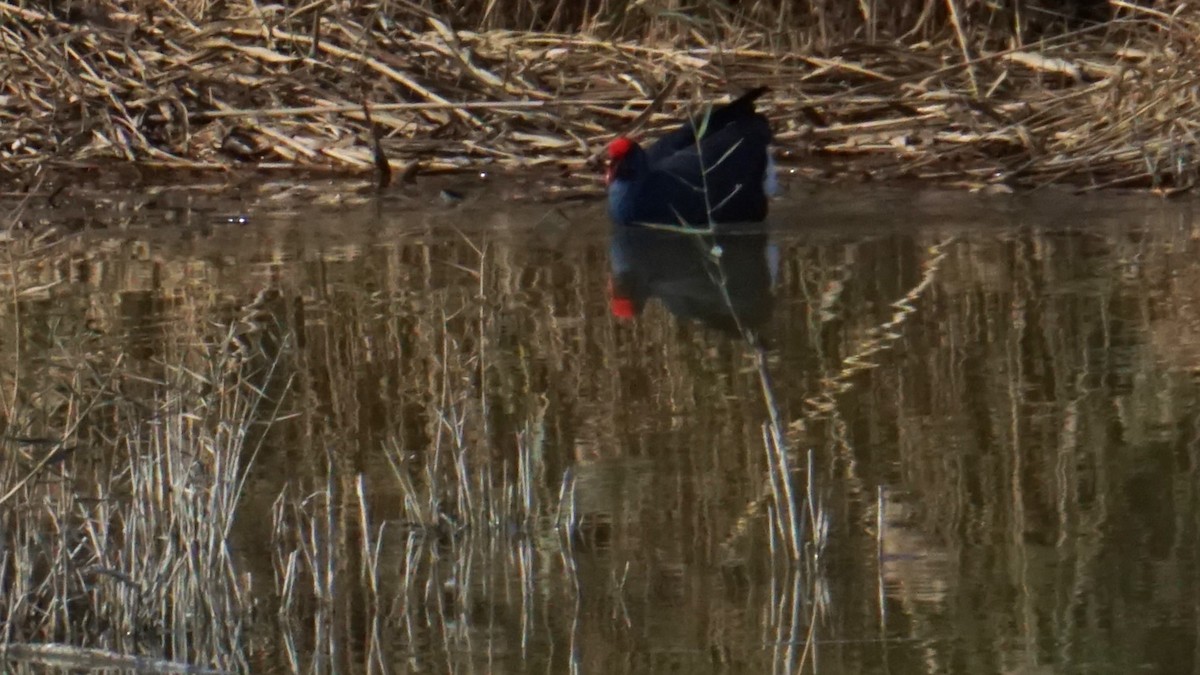 sultanhøne - ML646364407