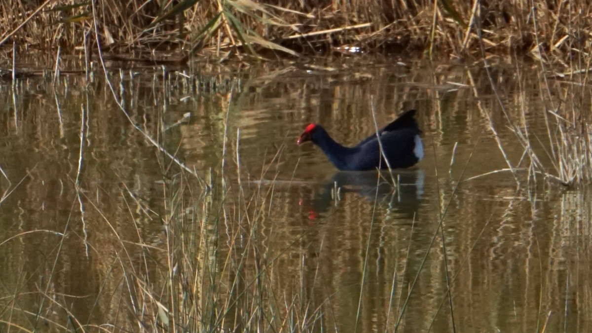 sultanhøne - ML646364408