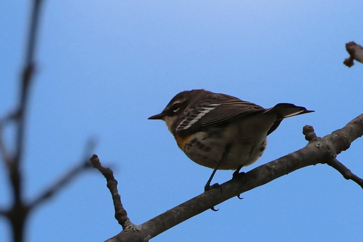 Миртовый певун - ML646364409