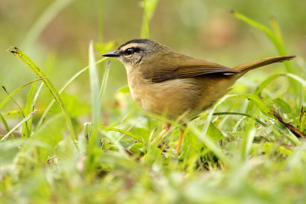 Riverbank Warbler - ML64636441