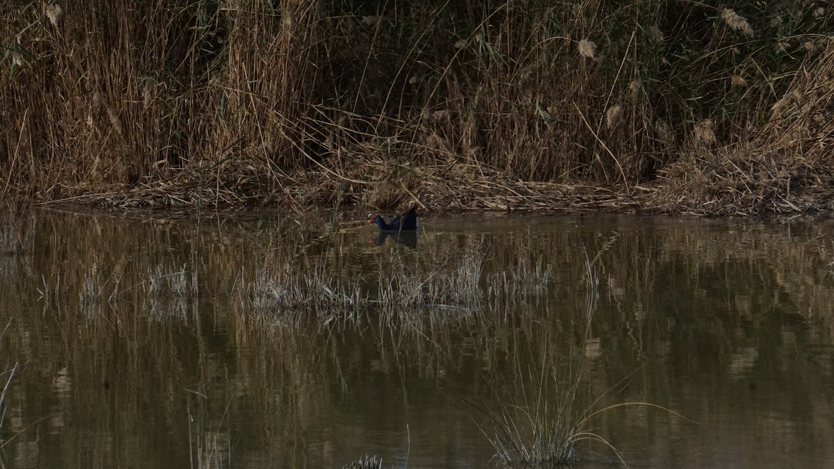 sultanhøne - ML646364410